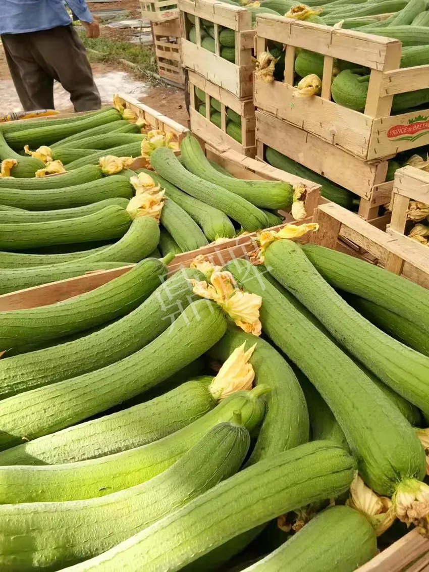 鎮(zhèn)江的何青萍，在法國種植“優(yōu)比1號”每公斤24元