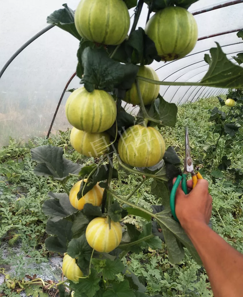 一株坐果15個(gè)，6元1斤，好賣得很