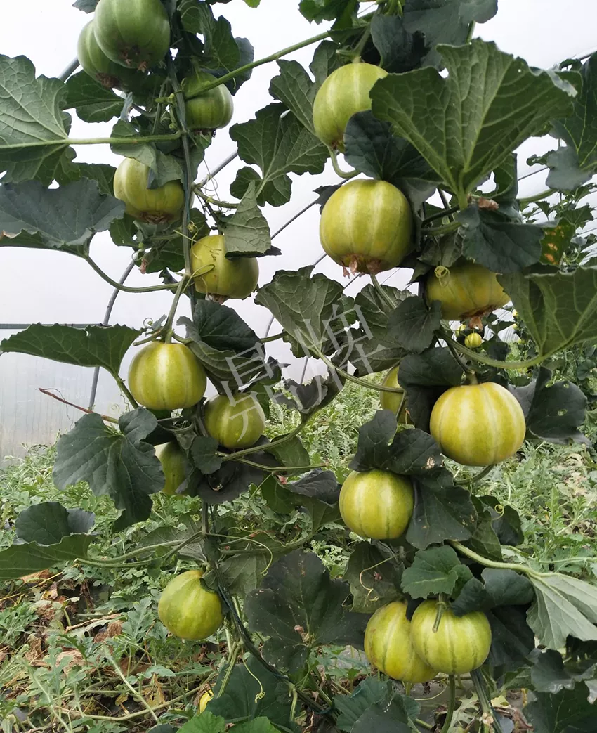 一株坐果15個(gè)，6元1斤，好賣得很