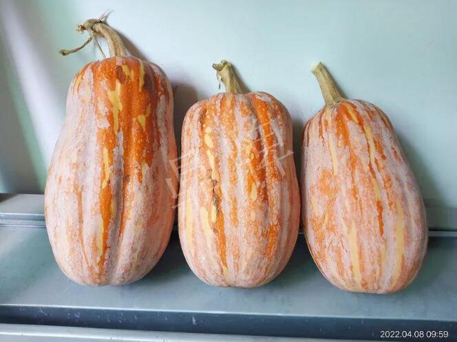 蔬菜種子種植戶客戶點(diǎn)評(píng)-去年的南瓜，放到現(xiàn)在還完好！能賣什么價(jià)？