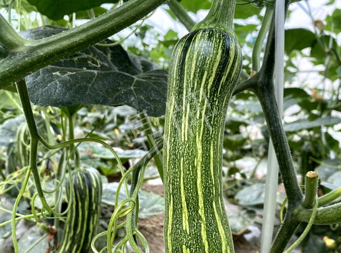 蔬菜種子種植戶客戶點(diǎn)評(píng)-打破常規(guī)，我的南瓜賣7元1斤……