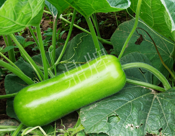 蔬菜種子種植戶客戶點(diǎn)評(píng)-牛逼！我露地栽培的瓠瓜，比別人大棚的還早上市！