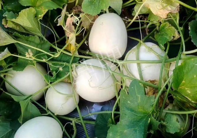 蔬菜種子種植戶客戶點(diǎn)評(píng)-巴適，巴適，這個(gè)甜瓜太巴適了！