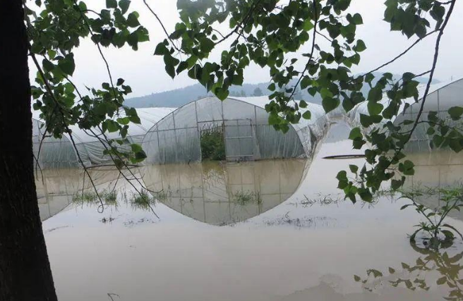 蔬菜種子種植戶客戶點(diǎn)評(píng)-可惜了！我的甜瓜被水淹了，還有救嗎？