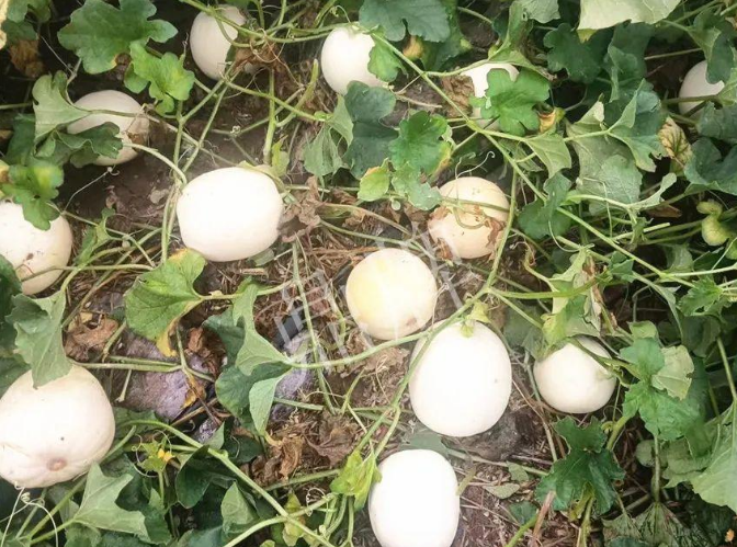 蔬菜種子種植戶客戶點(diǎn)評(píng)-什么？這個(gè)白皮甜瓜紅得發(fā)紫？