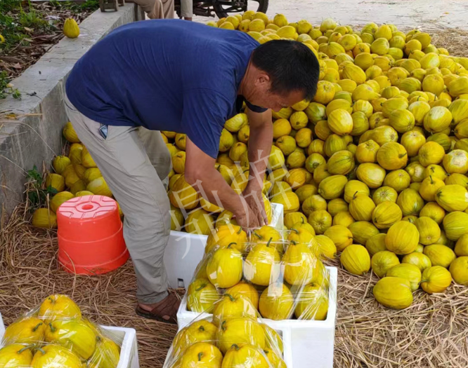 蔬菜種子種植戶客戶點(diǎn)評(píng)-這個(gè)品種抗性強(qiáng)、口感好，為我的合作社帶來了高收入!