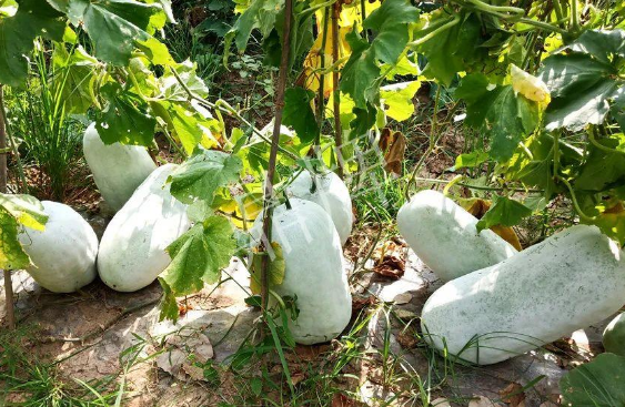 蔬菜種子種植戶客戶點(diǎn)評(píng)-驚訝！炎炎烈日下，小孩大聲喊：“大雪球！大雪球……”怎樣一回事？