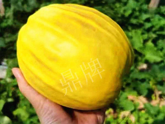 蔬菜種子種植戶客戶點(diǎn)評(píng)-我的甜瓜賣20元1市斤，與大家分享…