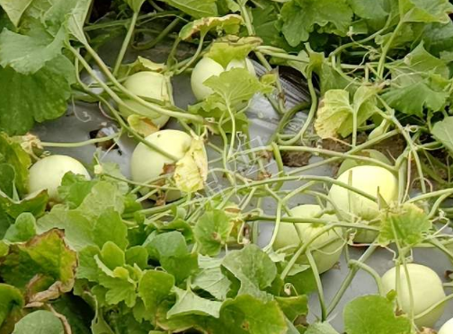 蔬菜種子種植戶客戶點(diǎn)評(píng)-種植甜瓜20年，這個(gè)品種讓我更省心！