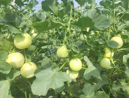 蔬菜種子種植戶客戶點評-種植這個新品種，我感到非常滿意！