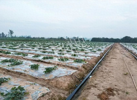 蔬菜種子種植戶客戶點評-80后大廚回鄉(xiāng)種甜瓜，第一年就賺15萬！