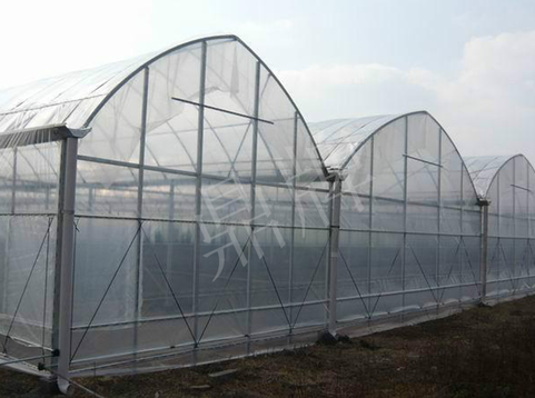 蔬菜種子種植戶客戶點評-鼎牌瓠瓜上市早，地頭批發(fā)價達(dá)到8元/斤，種植基地王老板告訴您！