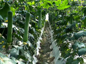 蔬菜種子種植戶客戶點評-高手在民間，浙江蒼南的絲瓜在下半年至春節(jié)，都有大量上市！