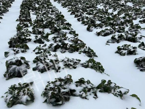 蔬菜種子種植戶客戶點評-春節(jié)期間，2畝雜交“東漢菜”一批就賣了2萬多元！