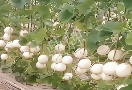 蔬菜種子種植戶客戶點評-現(xiàn)在的瓜菜價格不好，但我種植的優(yōu)質(zhì)甜瓜還是有好的收入！