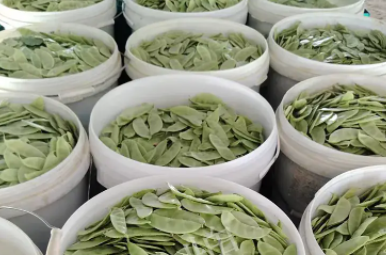 蔬菜種子種植戶客戶點(diǎn)評(píng)-時(shí)隔20年，我再種這個(gè)品種，大家來看看，怎么樣？