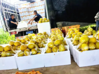 蔬菜種子種植戶客戶點(diǎn)評(píng)-這位老板像初戀一樣，獨(dú)愛“金美2號(hào)”