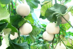 蔬菜種子種植戶客戶點(diǎn)評(píng)-丁老板說：種植這個(gè)品種，獲得了滿意的收入，確實(shí)“爽歪歪”