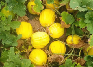 蔬菜種子種植戶客戶點(diǎn)評(píng)-瓜農(nóng)說(shuō)：“還得是這個(gè)品種啊！”，什么品種讓種植戶如此感慨？