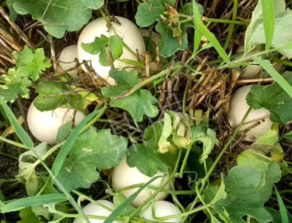 蔬菜種子種植戶(hù)種植心得-一個(gè)會(huì)寫(xiě)詩(shī)的農(nóng)民，把甜瓜種在草叢中，結(jié)果怎