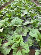 蔬菜種子種植戶客戶點(diǎn)評(píng)-第一次種植這種菜，現(xiàn)在可以上市了，大家?guī)臀医ㄗh一下，能賣個(gè)什么價(jià)格？