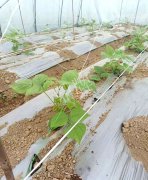蔬菜種子種植戶客戶點評-超早！超早！我的扁豆2月15日“逆季”上市……