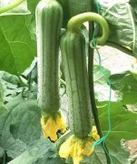 蔬菜種子種植戶客戶點評-這瓜，太美了！太美了！但我這個老菜農(nóng)……唉！