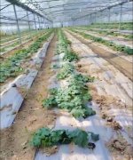 蔬菜種子種植戶客戶點評-三倍體絲瓜到底是斷頭好？還是不斷頭好？看看這位老板的做法……