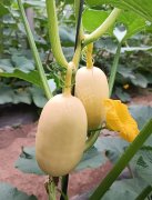 蔬菜種子種植戶客戶點評-瓜菜價格不好，太卷了！看一位種植大戶穩(wěn)穩(wěn)賺錢的經(jīng)驗…