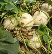 蔬菜種子種植戶客戶點評-我種植的這個品種，稱得上“白馬王子”，與大家分享！