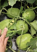 蔬菜種子種植戶客戶點評-瓜商喜歡、消費者喜歡，這個品種就好銷售！