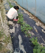 蔬菜種子種植戶客戶點評-我想要一個抗高溫又品質(zhì)優(yōu)良的甜瓜品種，終于找到了！